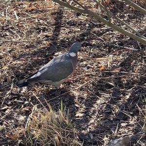 Common Wood-pigeon
