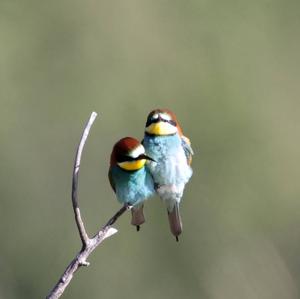 European Bee-eater