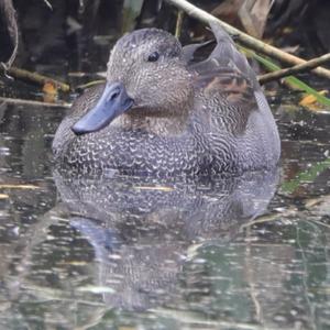 Gadwall