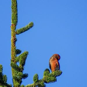 Red Crossbill