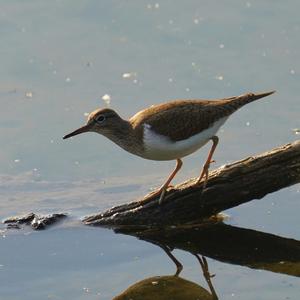 Common Sandpiper