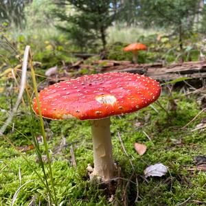 Fly Agaric