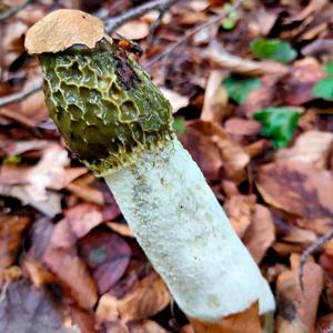 Stinkhorn, Common