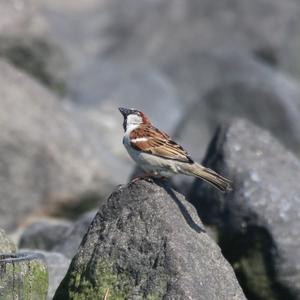 Haussperling