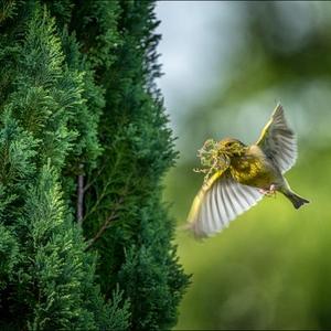 European Greenfinch