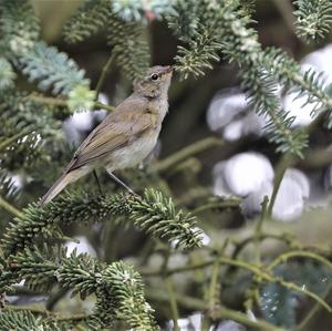 Willow Warbler