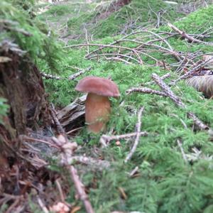 Bay Bolete