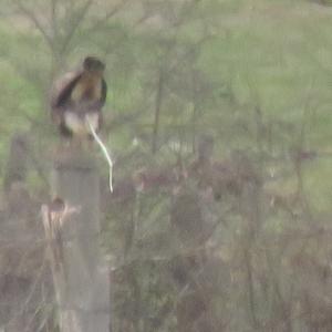 Common Buzzard