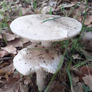 Unknown Species