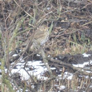 Song Thrush