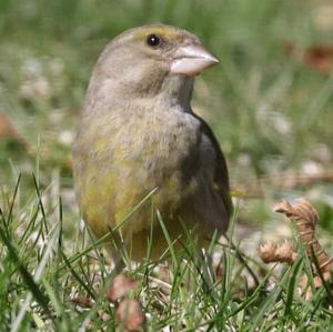 European Greenfinch