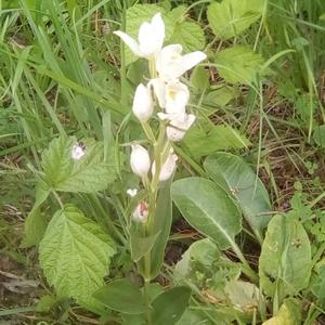 White Helleborine