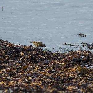 Rock Pipit