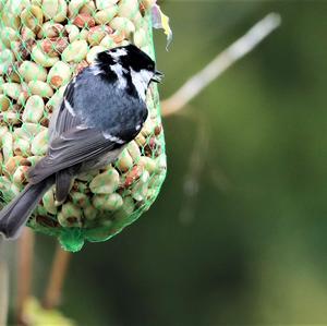 Coal Tit