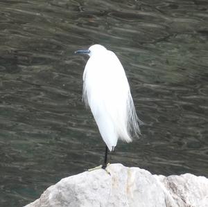 Little Egret