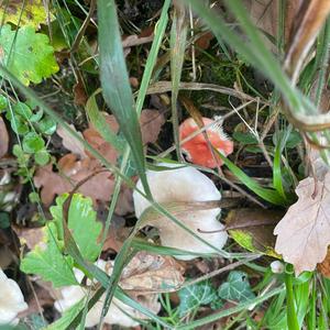 Unknown Species