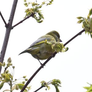 European Greenfinch