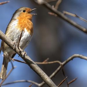European Robin