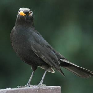 Amsel