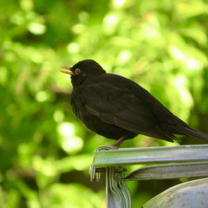 Amsel