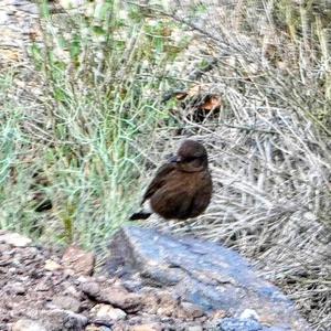 Black Wheatear