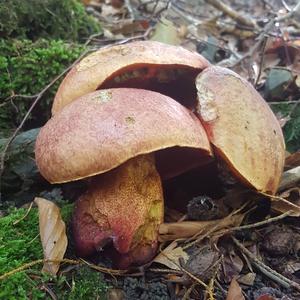 Netzstieliger Hexenröhrling