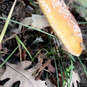 Fly Agaric