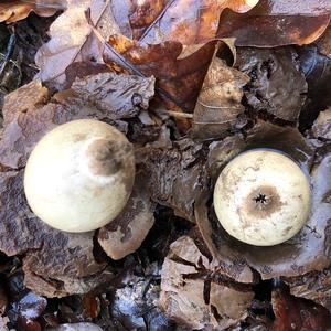 Halskrausen-Erdstern