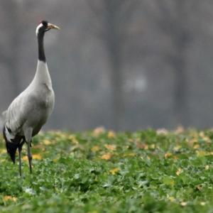 Common Crane