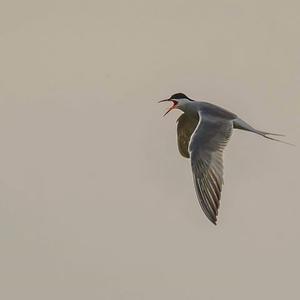 Common Tern