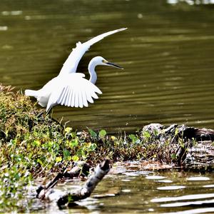Little Egret