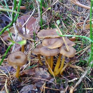 Trompeten-Pfifferling