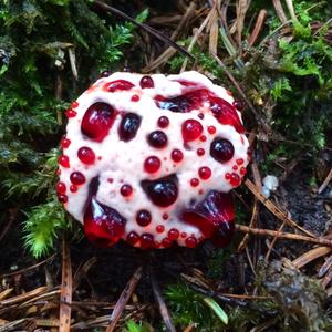 Rotbrauner Korkstacheling