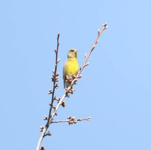 European Greenfinch