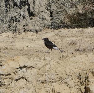 Black Wheatear