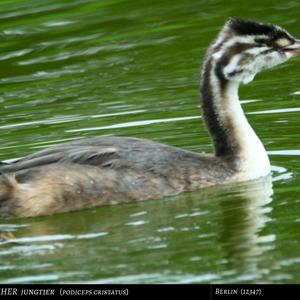 Great Crested Grebe