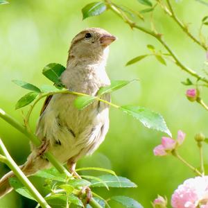 House Sparrow