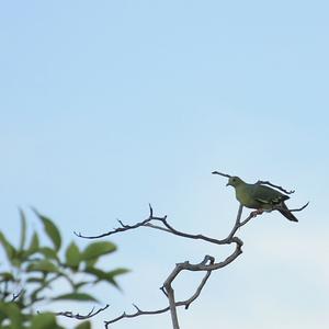 Pink-necked Green-pigeon