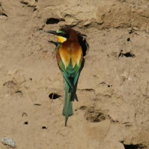 European Bee-eater