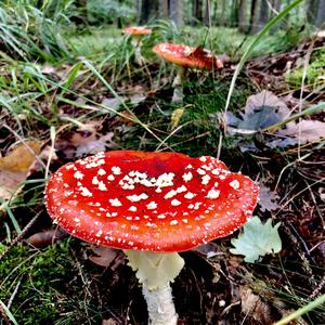 Fly Agaric