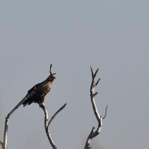 White-tailed Eagle