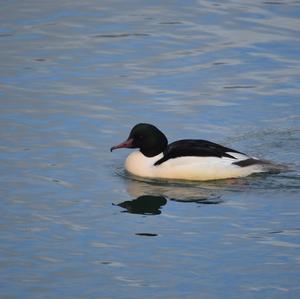 Common Merganser