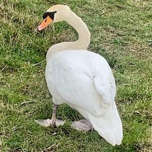 Mute Swan
