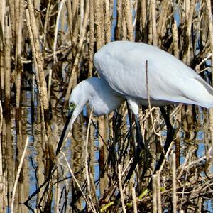 Little Egret