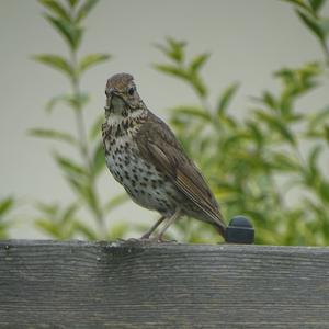 Song Thrush