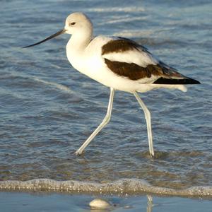 American Avocet