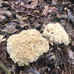 Eastern Cauliflower Mushroom