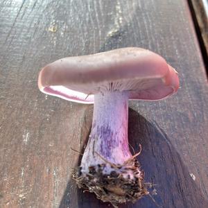 Wood Blewit