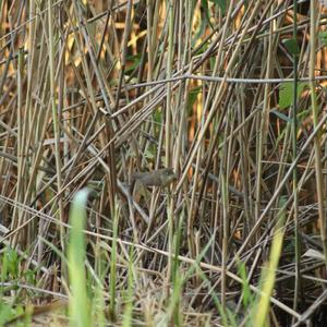 Eurasian Reed-warbler