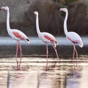 Greater Flamingo